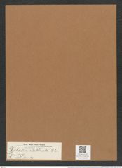 Dicladia clathrata Ehr. (de-Toni-Nr.: Genus 150, Species excludenda) Zeichnungen Sammlung Grunow Mappe 04193 (Herbarium_W_Grunow_drawings_Folder_04193)
